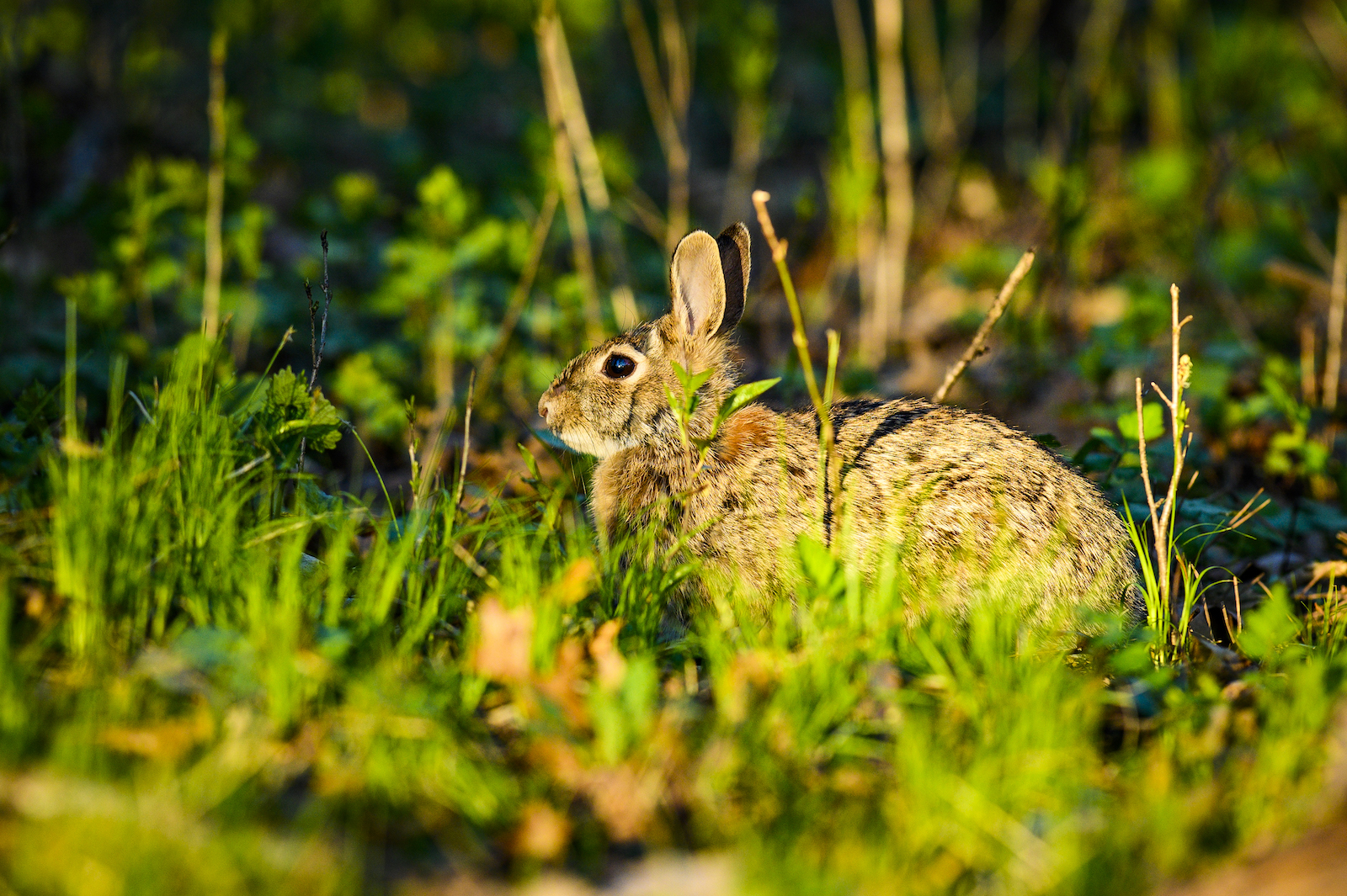 Wi Madison Rabbit UW Veterinary Care offers rabbit vaccine against highly contagious ...
