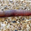 Closeup of an earthworm on a sandy outdoor surface