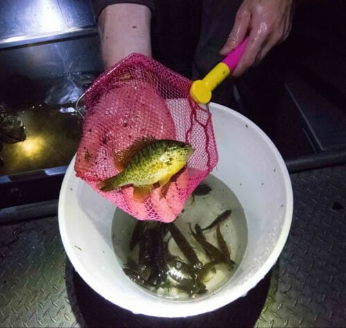Closeup of a person holding a bluegill in a net over a bucket