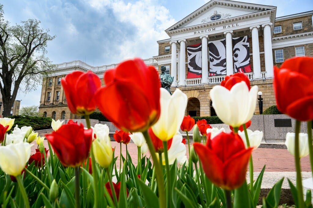 Red and white tulips bloom in front of Bascom Hall.