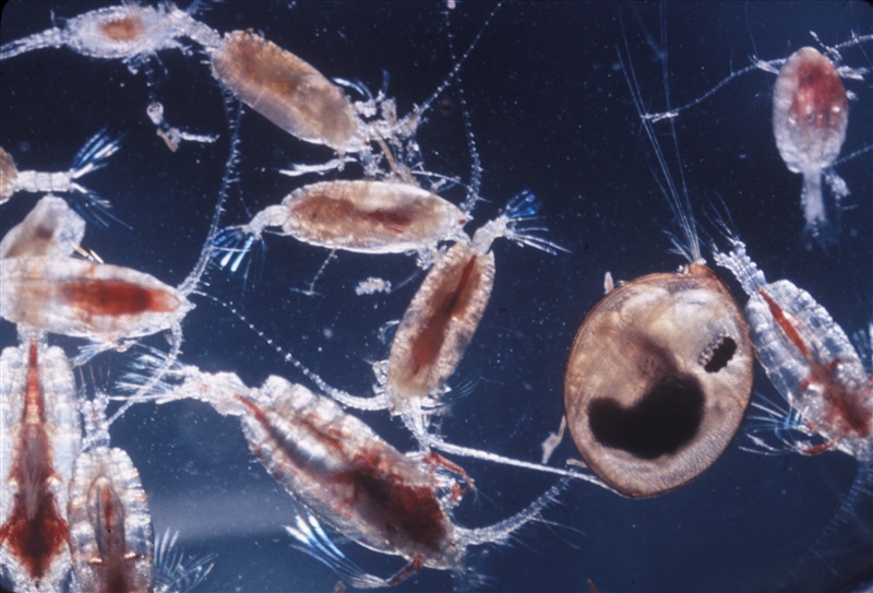 Зоопланктон уровень. Циклоп зоопланктон. Миграция зоопланктона. Зоопланктон под микроскопом. Вертикальная миграция планктона.