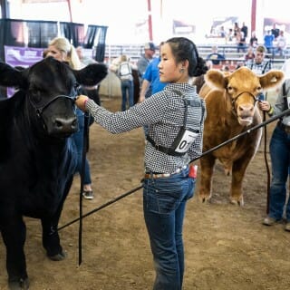 A young woman wears a black and white checkered shirt and stands next to a black cow