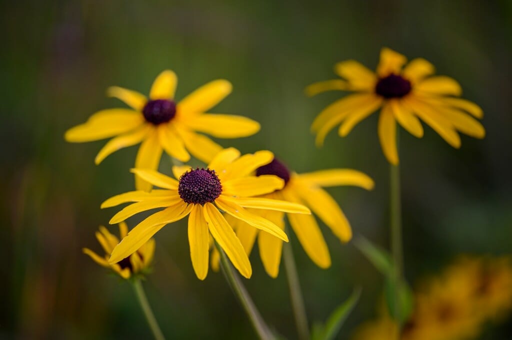Yellow flowers with brown centers.