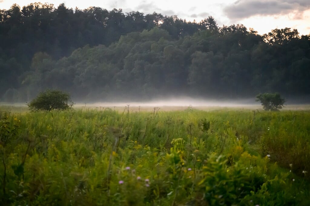 Fog settles low over the tops of plants on a prairie with a bluff in the background