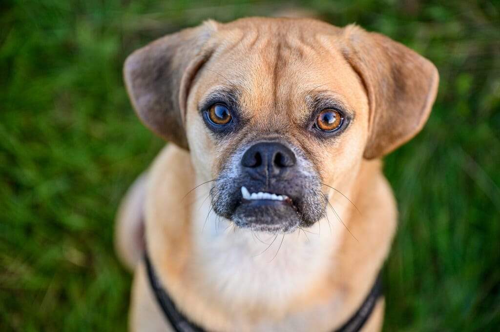A small brown dog with an underbite looks at the camera.