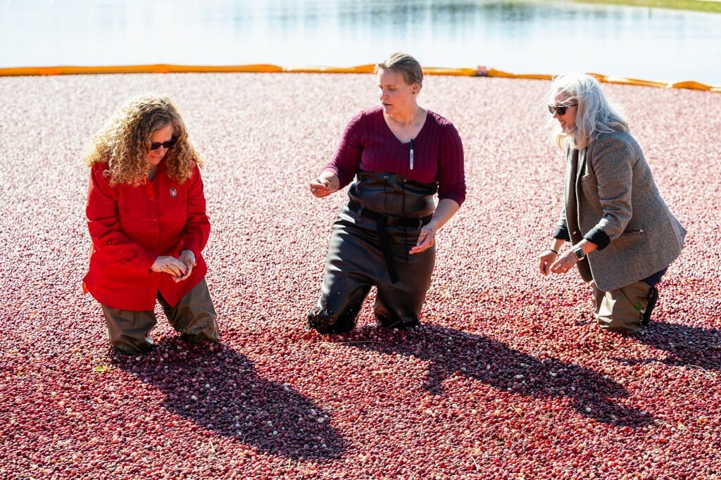 Jennifer Mnookin, Allison Jonjak and Glenda Gillaspy stand in a marsh holding cranberries on a sunny day.