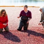 Jennifer Mnookin, Allison Jonjak and Glenda Gillaspy stand in a marsh holding cranberries on a sunny day.