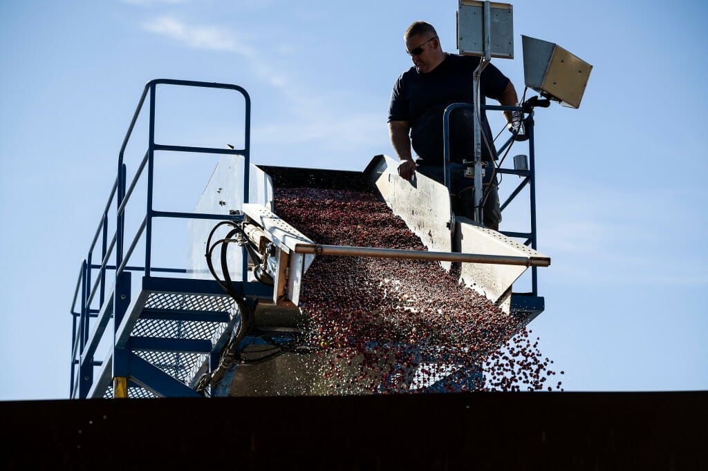 A man in silouette stands on top of a conveyer spilling cranberries into an unseen truck.