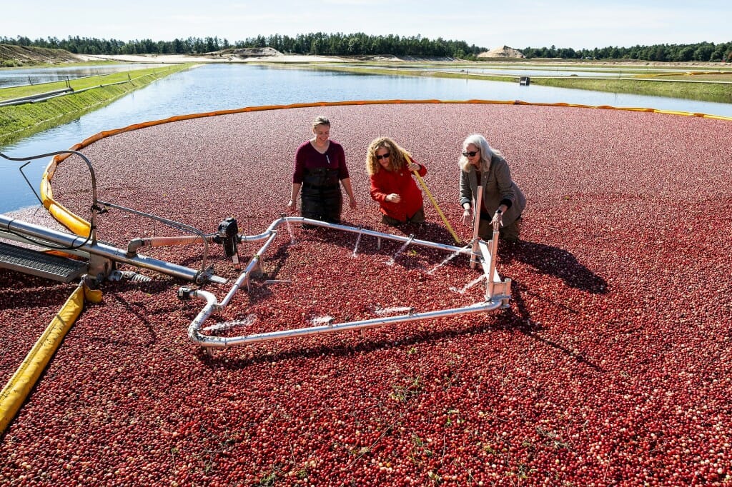 Allison Jonjak, Jennifer Mnookin and Glenda Gillaspy stand in a cranberry marsh on a sunny day observing the harvesting process.