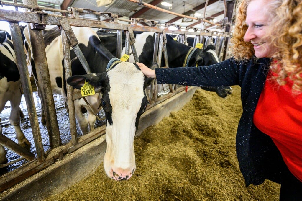 Chancellor Jennifer Mnookin greets a dairy cow as she tours the Dairy Innovation Hub at Pioneer Farms at UW–Platteville.