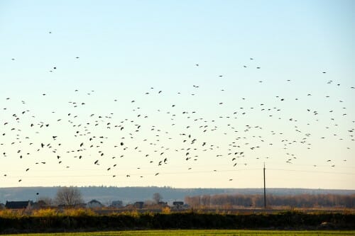 Big flock of crow birds flying against clear sky.