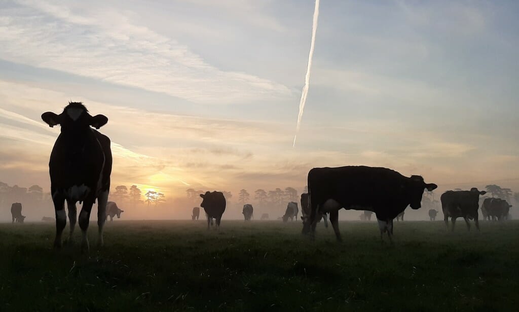 Dairy cows graze as the sun rises over a spring pasture in Ireland. Conor Holohan visited UW–Madison from University College Dublin to research ways to improve the nutrition and production of grass-fed cows on dairy farms in the U.S. Midwest.
Conor Holohan,
visiting researcher, Animal & Dairy Sciences
digital camera