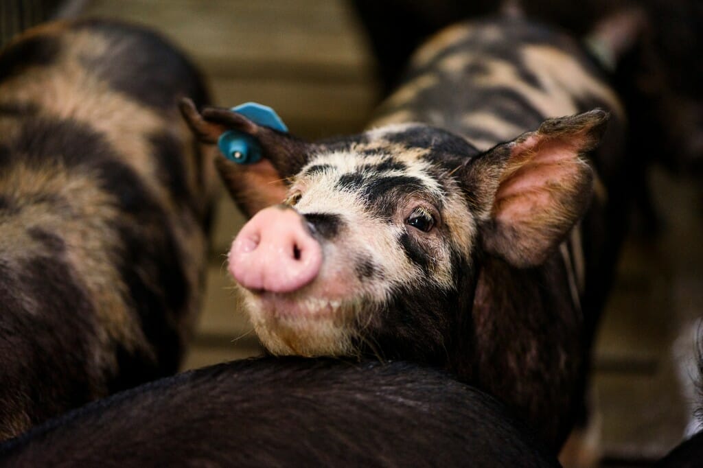 A black and white spotted pig with a pink snout looks up into the camera
