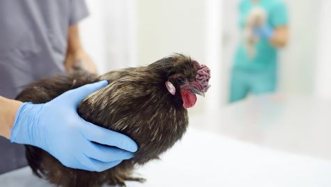 A chicken stands on a table in a clinical setting. Two gloved hands gently hold the chicken in place.