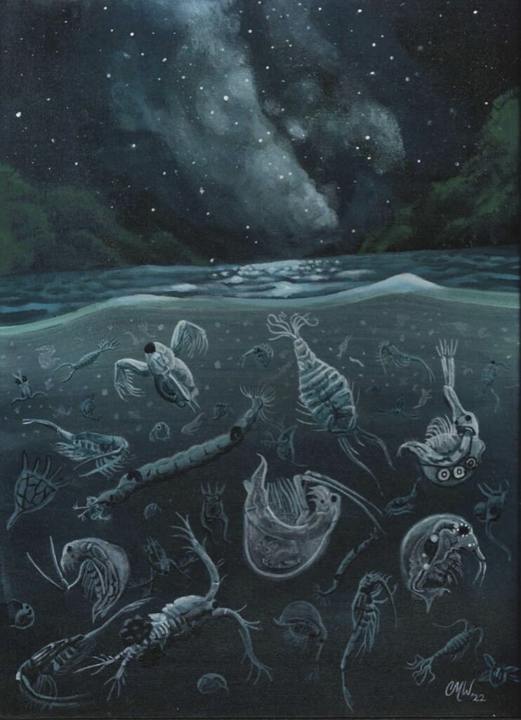 Some zooplankton — tiny swimming organisms that play an outsized role in the food webs of oceans — migrate daily up and down in the water column to find food and avoid predators. This painting, created by the artist during her residence at a UW–Madison limnological research station, depicts the migration of zooplankton species found in Escanaba Lake in Vilas County, Wisconsin.
Christina Weatherford,
science communications intern, Trout Lake Station
acrylic paint