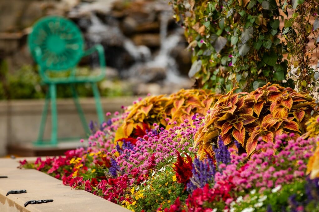 A colorful row of leaves and blooming plants in a flowerbed