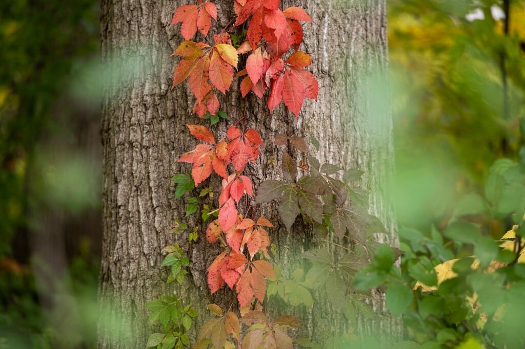 Virginia creeper vine with leaves turning red in autumn climbs up a tree trunk.