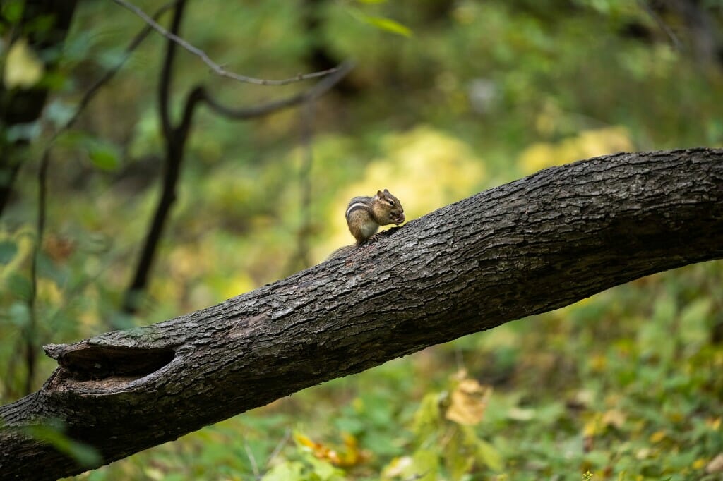 A chipmunk pauses on a horizontal branch to eat a nut.