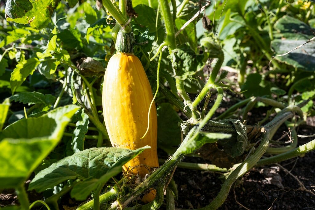 Oneida heirloom squash (onya•hsashu) is pictured in an indigenous Three-Sisters garden – comprised of corn, beans and squash – during the Harvest Folk Festival.