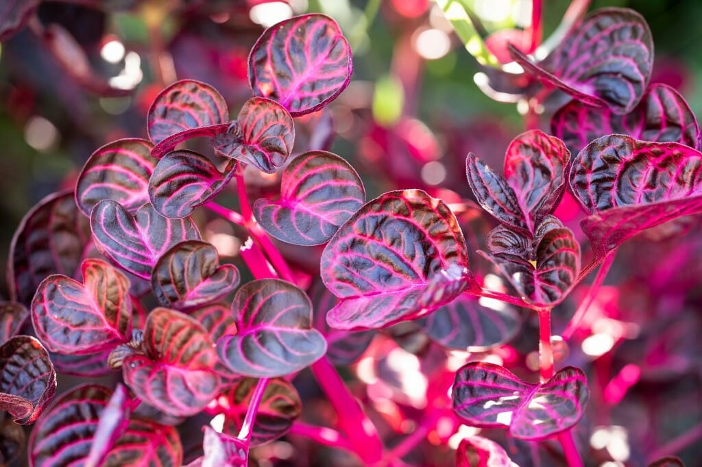 Bloodleaf (Knaj lab) is one of many plants featured in a Hmong herb garden.