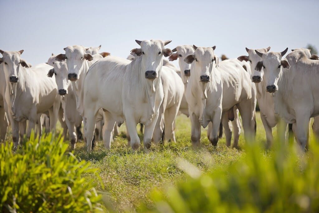 Some white-colored cattle graze in a grassy field.