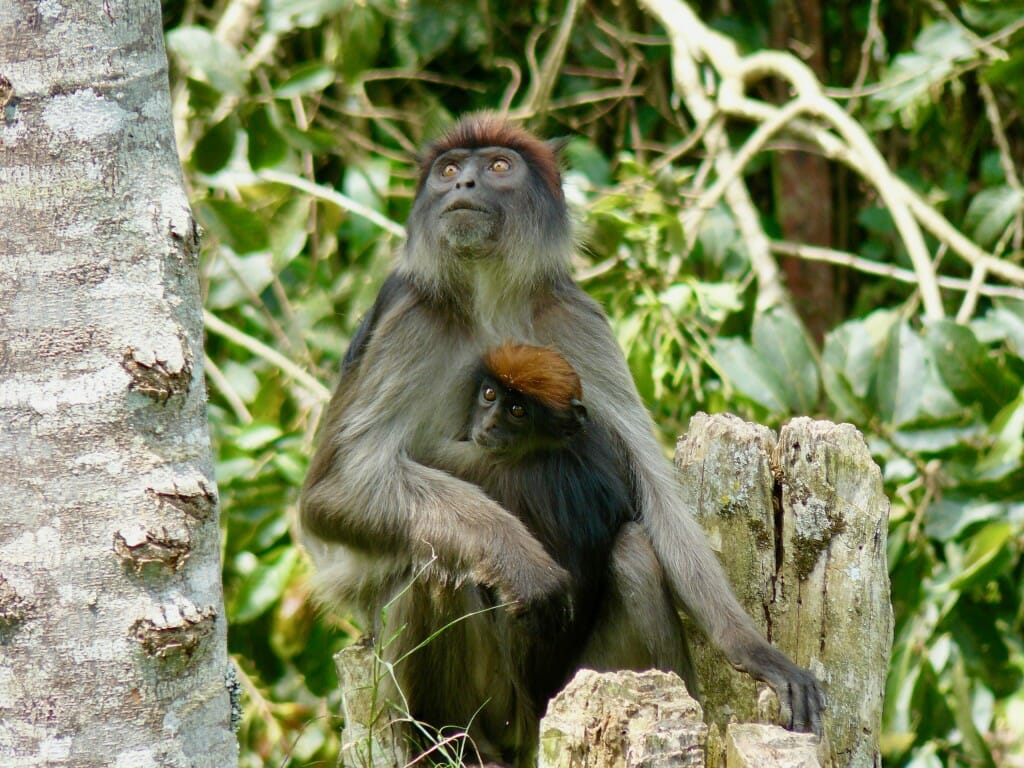 An adult red colobus monkey sits on a tree stump and looks upward while a juvenile clings to her chest and looks toward the camera.