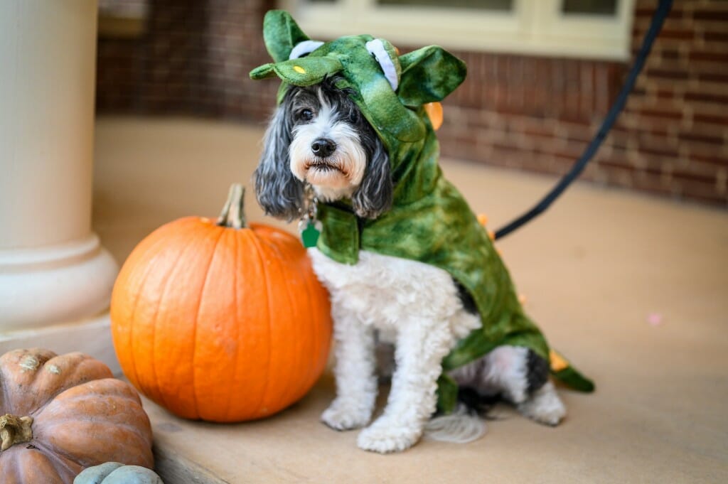 Plato, a gray and white dog, wears a dragon costume and sits next to a pumpkin on the steps of Olin House.