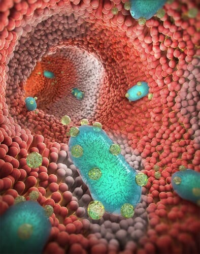 An illustration of modified probiotic bacteria inside the gut