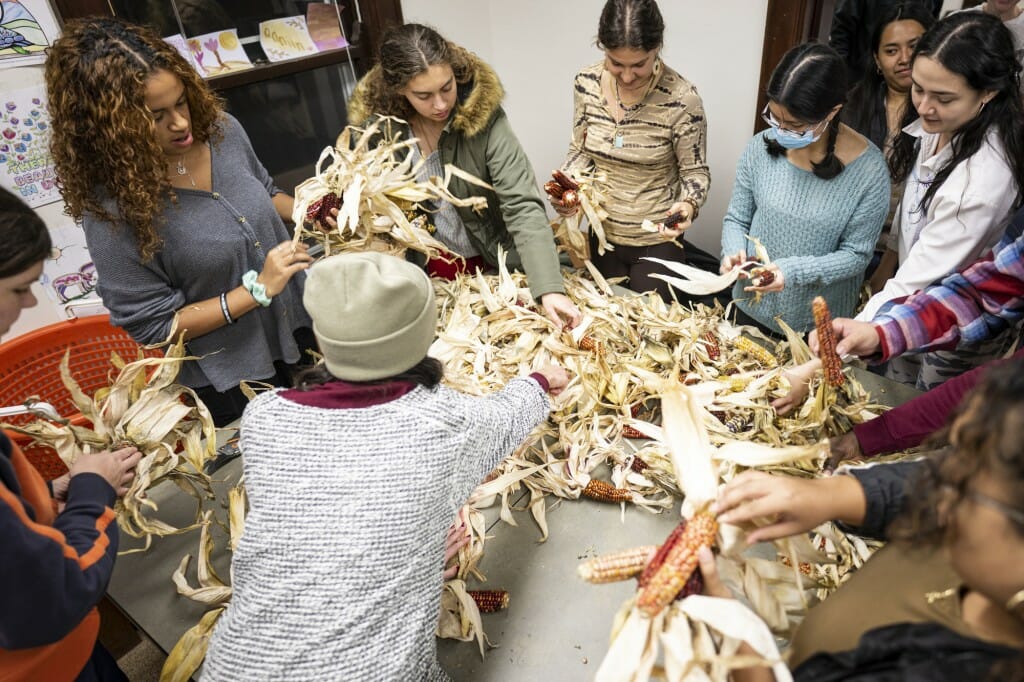 Students gather to practice husking and braiding the Bear Island Flint Corn, named after the island in Canada where it originated.