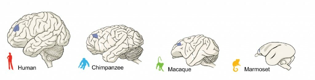 Study shows differences between brains of primates – humans, apes and