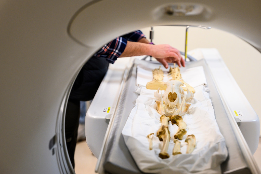 The skeletal remains of a big cat lie on the gurney of a CT scanner.