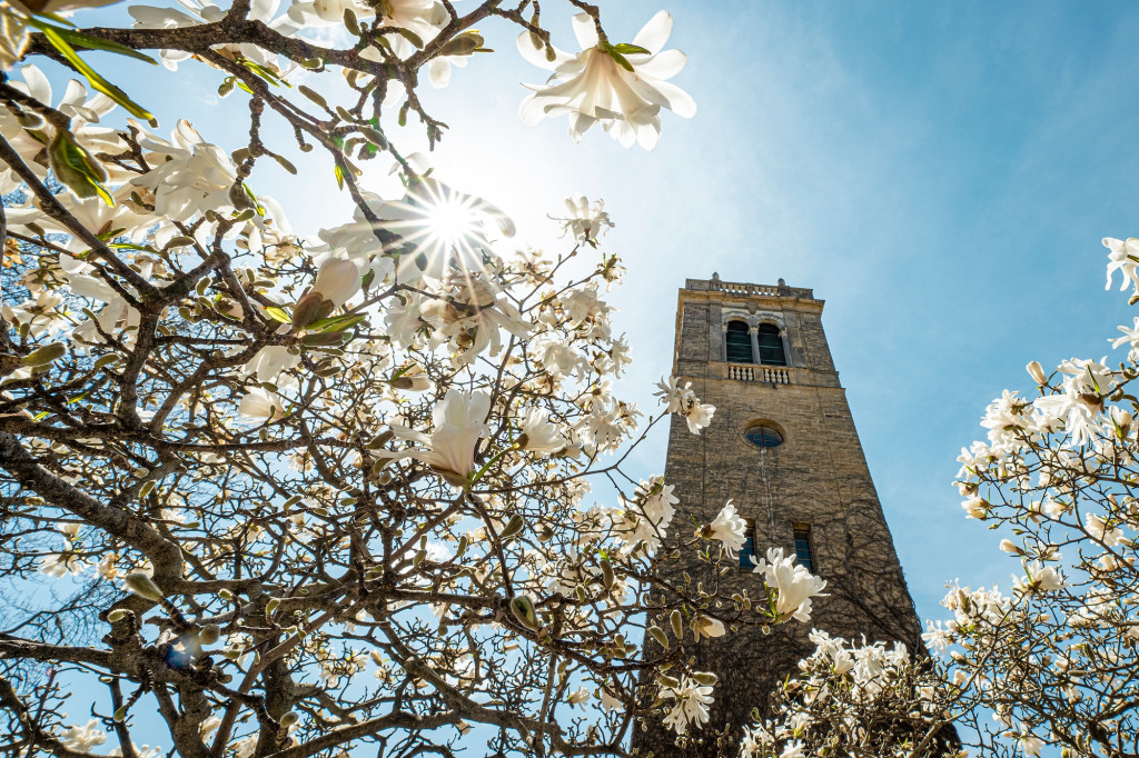 A view of the Carillon Tower, a vertical sandstone bell tower, through blooming tulip poplars on a sunny day.