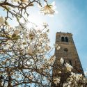 A view of the Carillon Tower, a vertical sandstone bell tower, through blooming tulip poplars on a sunny day.