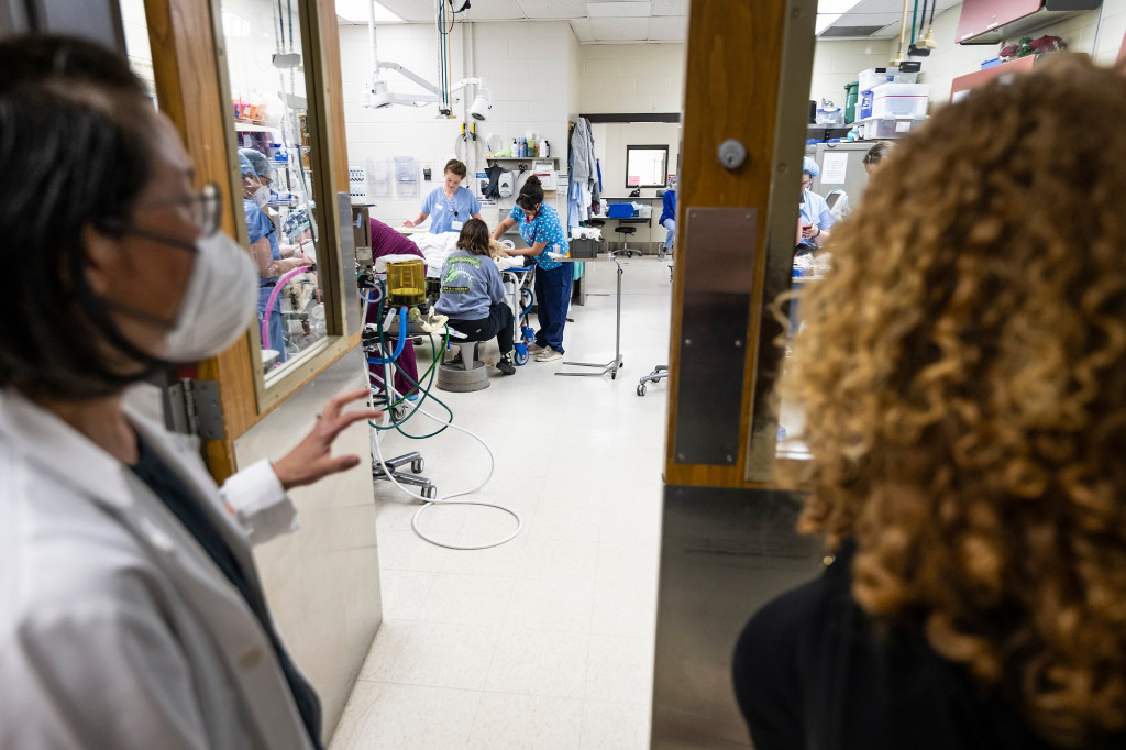 From behind, Ruthanne Chun and Jennifer Mnookin look into a bustling room in the small animal clinic at UW Veterinary Care.