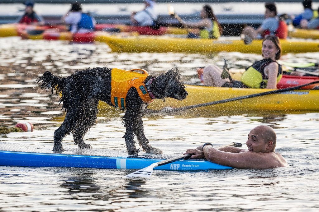 Amidst a flotilla of kayaks, a Bernedoodle in an orange life vest stands on a paddle board and shakes water out of his coat while a swimmer rests at the end of the board.