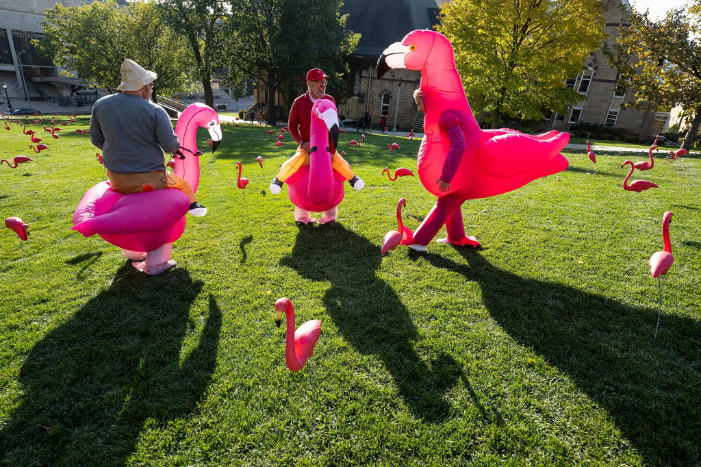 Three people wearing inflatable pink flamingo costumes stand amid plastic pink flamingos on Bascom hill.