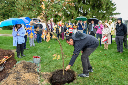 A crowd stands outside in a semicircle around a newly planted oak tree. Aaron Bird Bear bends down to the base of the trunk to make an offering of tobacco leaves.