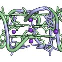 Roschdi and Butcher study, called a “pUG”, can wind around itself four times to create a cube shape that can affect gene silencing. In this rendering of the RNA quadruple helix called a pUG, the uridine (U) nucleotides are blue while the guanosine (G) nucleotides are green.
