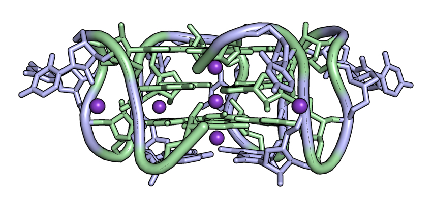 Roschdi and Butcher study, called a “pUG”, can wind around itself four times to create a cube shape that can affect gene silencing. In this rendering of the RNA quadruple helix called a pUG, the uridine (U) nucleotides are blue while the guanosine (G) nucleotides are green. 