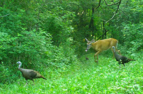 A deer and two turkeys encounter each other in the woods.