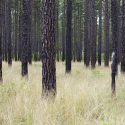 A longleaf pine understory dominated by wiregrass