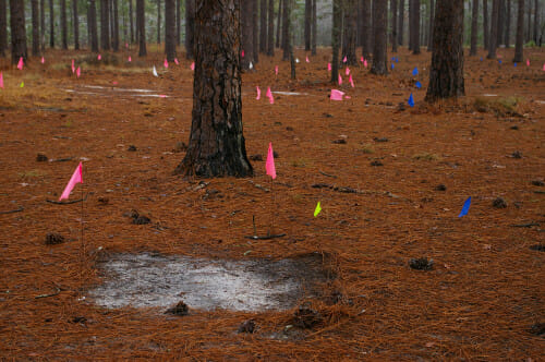 A bare pine understory. The ground is covered in brown pine needles with no other signs of plant life. Pink, yellow and blue flags mark areas in the seeding experiment.