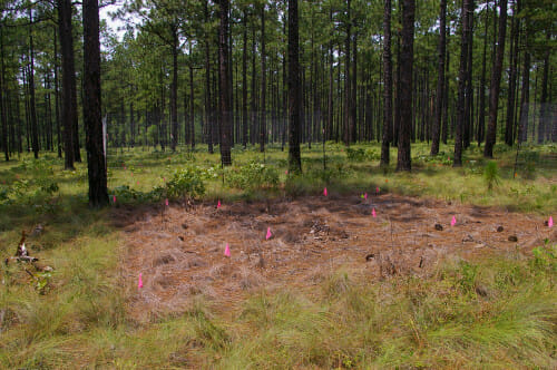 A pine understory with patchy green grass and a rectangular plot of brown grass where herbicide was applied.