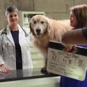 Scout, an adult golden retriever, stands on an exam table as two veterinary professionals stand by his side. In the foreground, a clapper board for a film shoot names the WeatherTech video being produced.