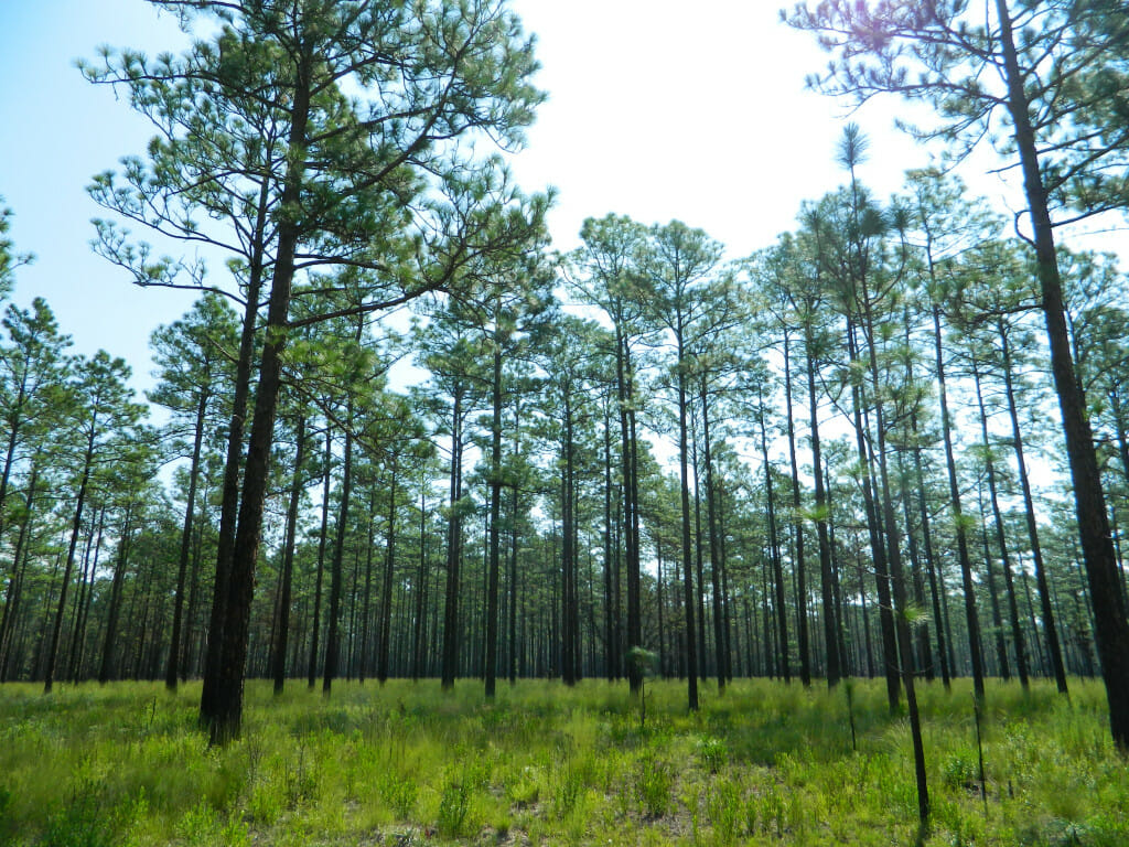 A view of a longleaf pine stand in the growing season, looking up toward the canopy from the forest floor.
