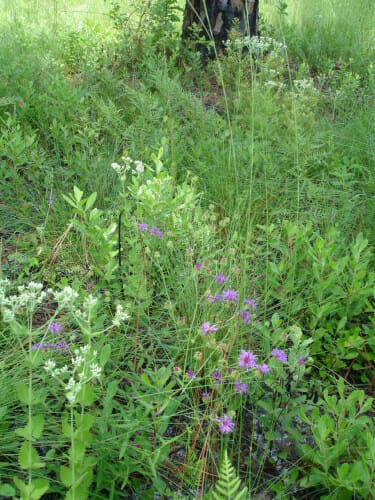 Here, some of the native understory species that established following seeding fill in the pine understory at an experimental site at Fort Stewart in Georgia. Species pictured include Eupatorium rotundafolim (white flowers) and Veronia angustifolia (purple flowers). 