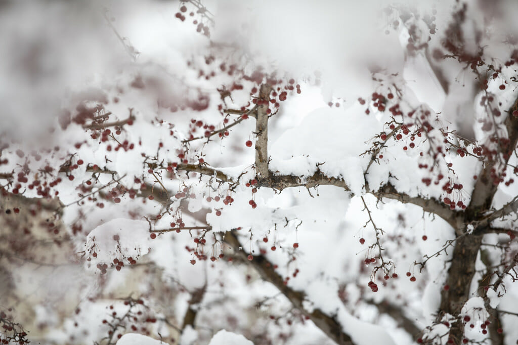 A heavy wet snow coats red berries on tree branches near the lakeshore residence halls.