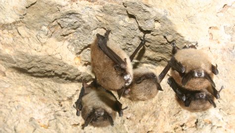 Four little brown bats cling upside-down to a rock face. Their noses are covered in a powdery white substance, the telltale sign of white-nosed syndrome.