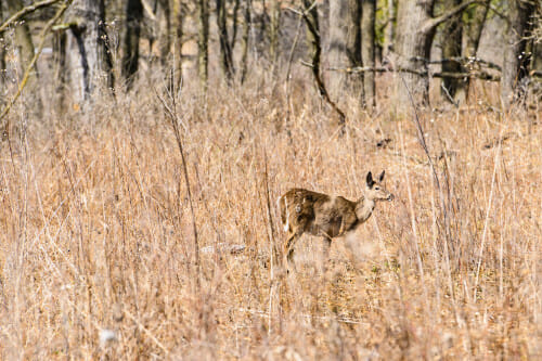 A white-tailed doe stands in tall brown prairie grass near the woodline.