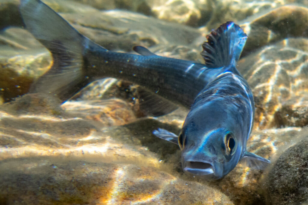 An underwater photo of a blue-gray fish. Sunlight dapples the fish and the rocky river bottom.